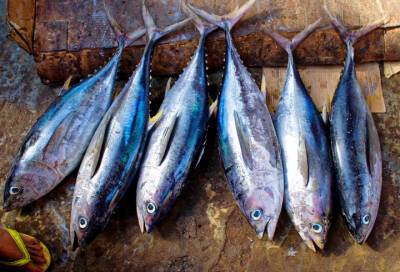 Россельхознадзор выявил нарушение при ввозе более 20 тонн консервированного тунца в Петербург