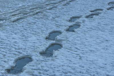 В МЧС предупредили новгородцев о налипании мокрого снега