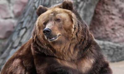 Медведи Роза и Алладин уснули в московском зоопарке