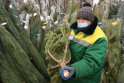 В России к Новому году заготовят до 50 тысяч елей