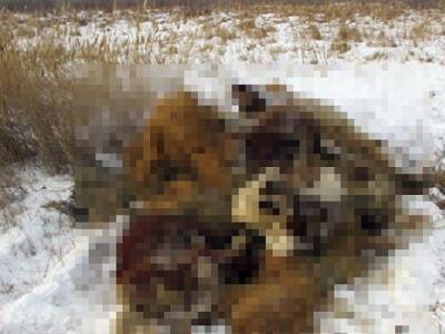 В Челябинской области обнаружили свалку трупов животных