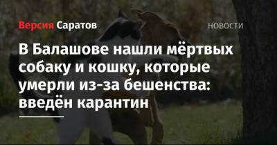 В Балашове нашли собаку и кошку, которые умерли из-за бешенства: введён карантин