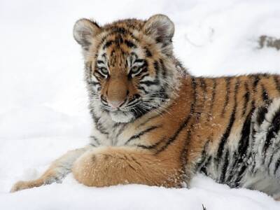 Петербургская тигрица Виола полакомилась мясным снеговиком