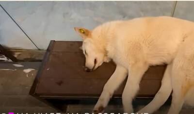 Собаке, жившей на теплой остановке в Сургуте, нашли хозяев в Москве