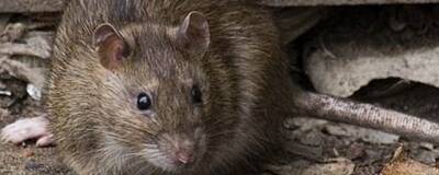 Прокуратура и СК начали проверку по факту нападения крысы на ребенка
