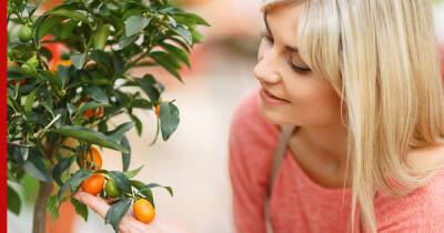 Апельсиновое дерево: как получить урожай дома