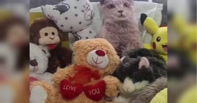 Живого кота замаскували серед іграшок — його намагалися знайти на відео понад 10 мільйонів людей