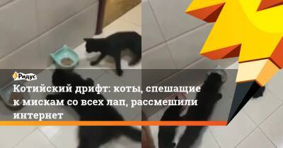 Котийский дрифт: коты, спешащие к мискам со всех лап, рассмешили интернет
