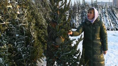 Эксперты рассказали об уходе за новогодними деревьями