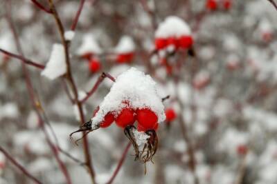 16 декабря в Белгородской области будет мороз и мокрый снег