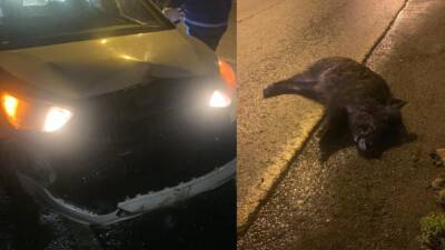 Машина врезалась в дикого кабана в Хайфе, водитель ранен