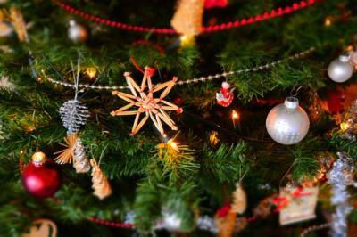 Петербуржцам рассказали, как выбрать елку к Новому году