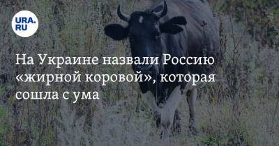 На Украине назвали Россию «жирной коровой», которая сошла с ума