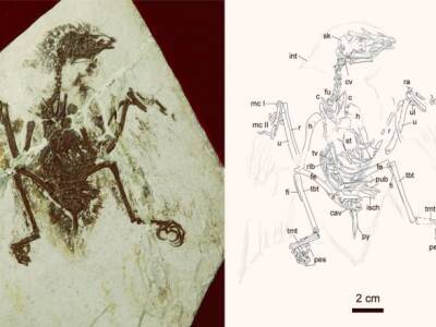 Исследователи обнаружили окаменелость птицы возрастом 120 млн лет - unn.com.ua - Украина - Киев - Китай - провинция Ляонин
