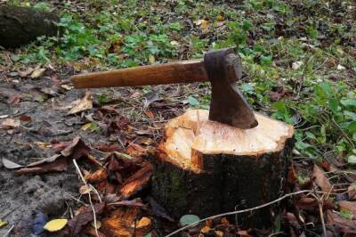 В Хабаровском крае незаконно вырубили лес на 17 млн