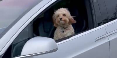Пользователей Сети поразило видео, как Tesla на автопилоте двигается по дороге с собакой за рулем (ВИДЕО)