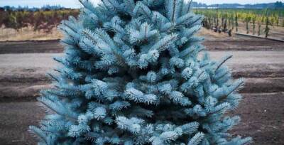 Работники иркутского «Горзеленхоза» вырастили к Новому году голубые ели