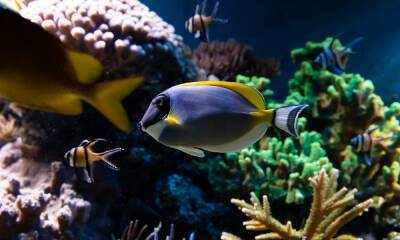 Семья решила почистить аквариум и чуть не случилась беда: кораллы оказались ядовитыми