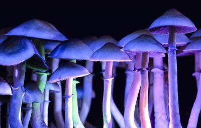 Галлюциногенные грибы растил у себя дома житель Тверской области