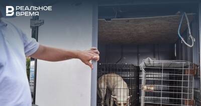 В двух сельских поселениях Татарстана установили карантин по бешенству животных