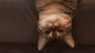 Ему так удобно: необычный кот удивил сеть своими предпочтениями в отдыхе (Видео)