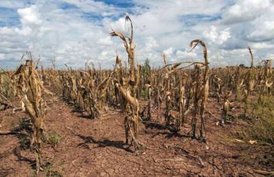 Фермеры ищут решение проблемы изменения климата