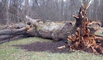 Тургеневский дуб стал жертвой урагана