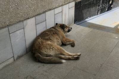 Смолянин повесил пять бездомных собак, ему грозит срок до 5 лет