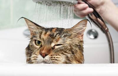Недовольный мытьем и стрижкой кот заставил хохотать соцсети. Он точно отомстит хозяину!