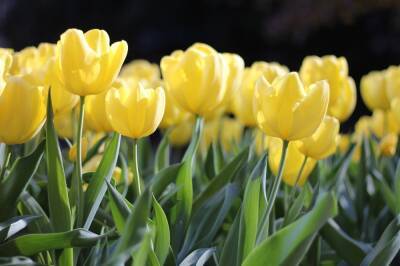 Море тюльпанов: «Зеленхоз» вырастит 30 тысяч цветов к 8 марта