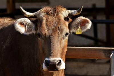 На одной из пензенских ферм зафиксировали вспышку бруцеллеза крупного рогатого скота