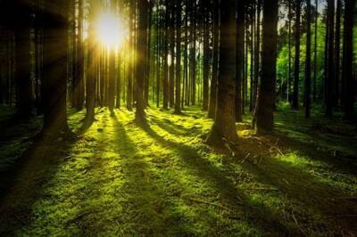 Осину признали главными деревом-поглотителем углекислого газа