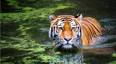 Чего боится символ Нового года - 2022 черный водяной тигр
