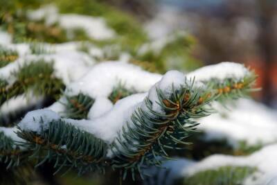 В Курской области к Новому году в пяти питомниках вырастили 3 тысячи хвойных деревьев