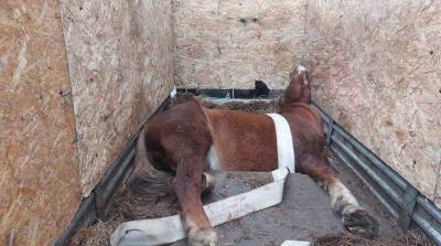 Сотрудники МЧС спасли лошадь, застрявшую в прицепе - belta.by - Белоруссия - Минск - район Могилевский