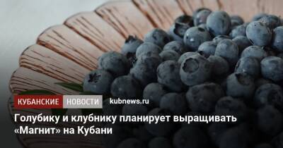 Голубику и клубнику планирует выращивать «Магнит» на Кубани