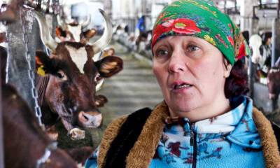 Стало известно, сколько миллионов потеряли совхозы Карелии из-за молочного кризиса, лишив сырья ОМК и «Славмо»