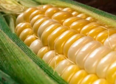 Японский профессор заявила, что кукурузу на Землю завезли инопланетяне