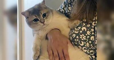 Оптична ілюзія з котом, у якого «дірка в грудях», спантеличила користувачів мережі
