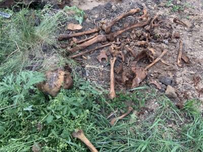 В Орловской области нашли детские останки