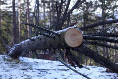 Лесоотходы Прибайкальского района Бурятии повезут на дрова в Улан-Удэ