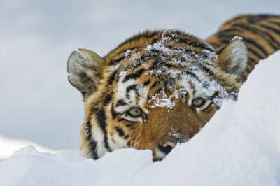 В Хабаровском крае закончились поиски тигренка