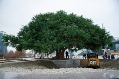 3D копию благословенного дерева установили в Грозном