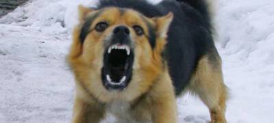 Власти Карелии подсчитали число нападений собак и выступили за их умерщвление