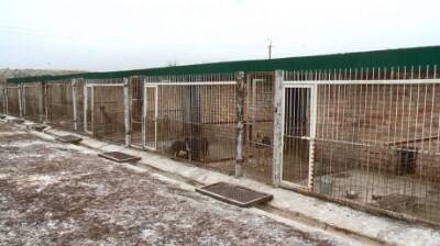 В пензенском правительстве ответили на жалобу по бездомным собакам