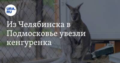 Из Челябинска в Подмосковье увезли кенгуренка