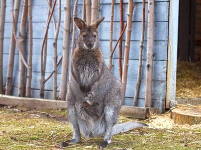 Россельхознадзор разрешил вывезти кенгуренка из Челябинского зоопарка