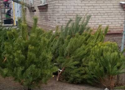 В Северодонецке патрульные выявили точку продажи нелегальных елок