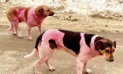 Загадочные розовые собаки бегают по Подмосковью