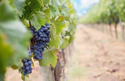 Рада приняла закон о стимулировании виноградарства